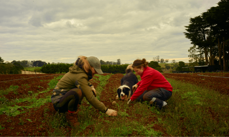 Spurrell_Foraging_ordermentum