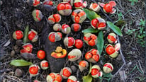 bush-tomatoes.jpg