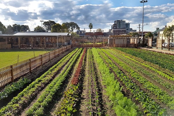 camperdown-farm